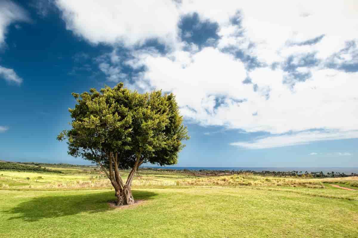 test albero personalità