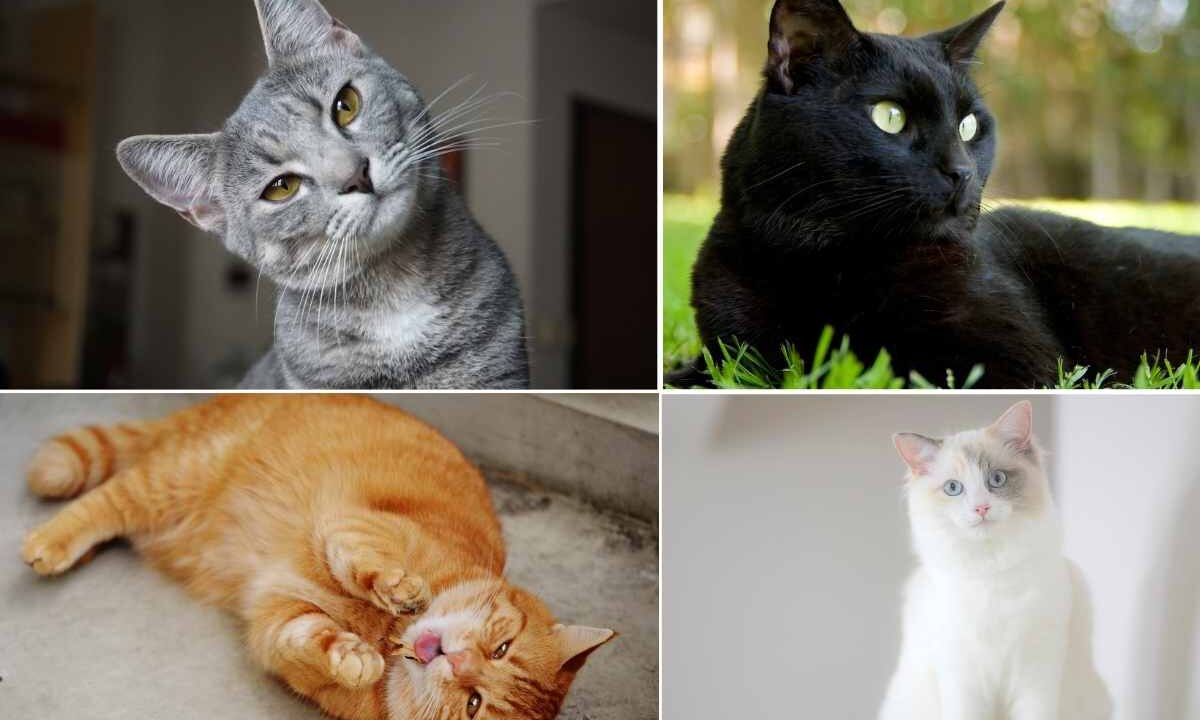 Test personalità coi gatti