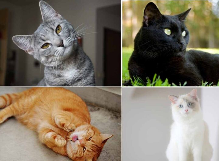 Test personalità coi gatti