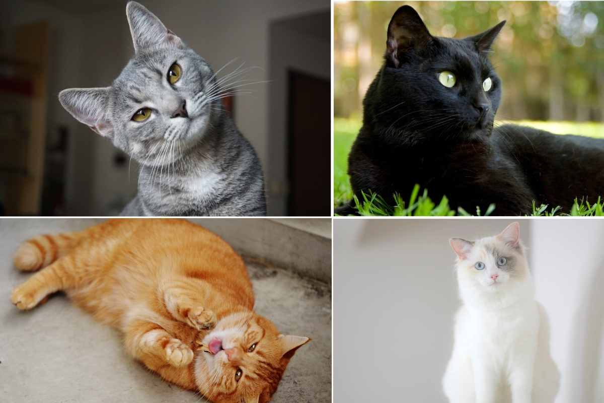 Test personalità coi gatti